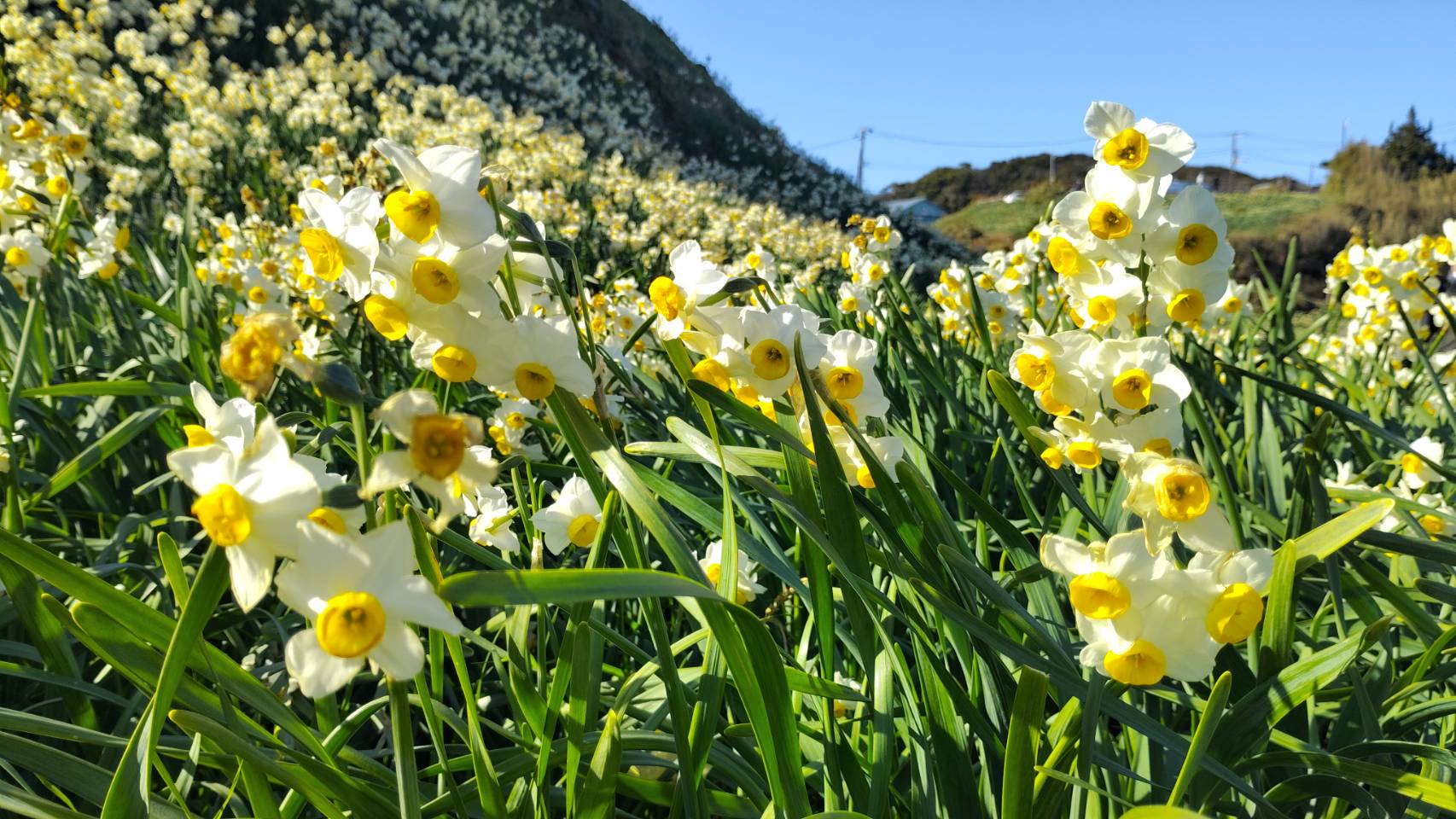 下田早春花だより