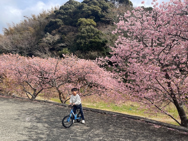 河津桜と下田暮らし