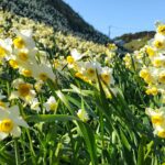 下田早春花だより