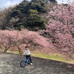 河津桜と下田暮らし